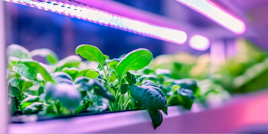 Indoor garden with plants growing under UV light.